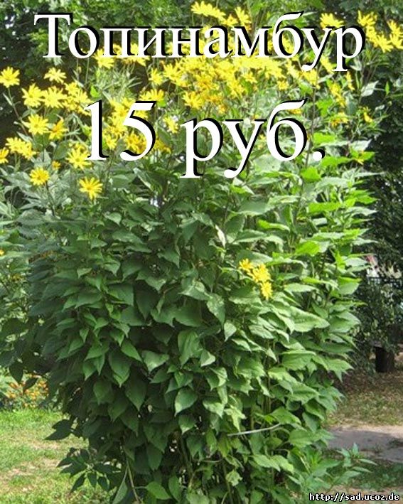 Щитовидная железа и выпадение волос у ребенка